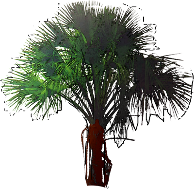 Common Sago Palm